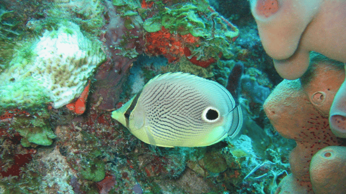 st. lucia 5hour snorkeling adventure
