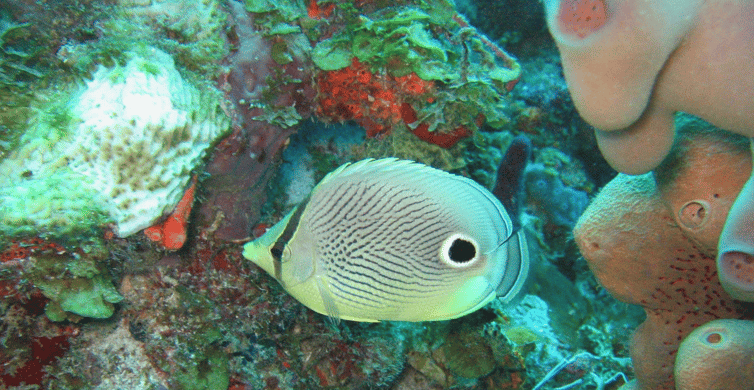 St. Lucia: Snorkeling Adventure