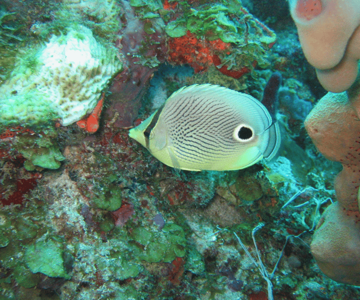 St. Lucia: Snorkeling Adventure