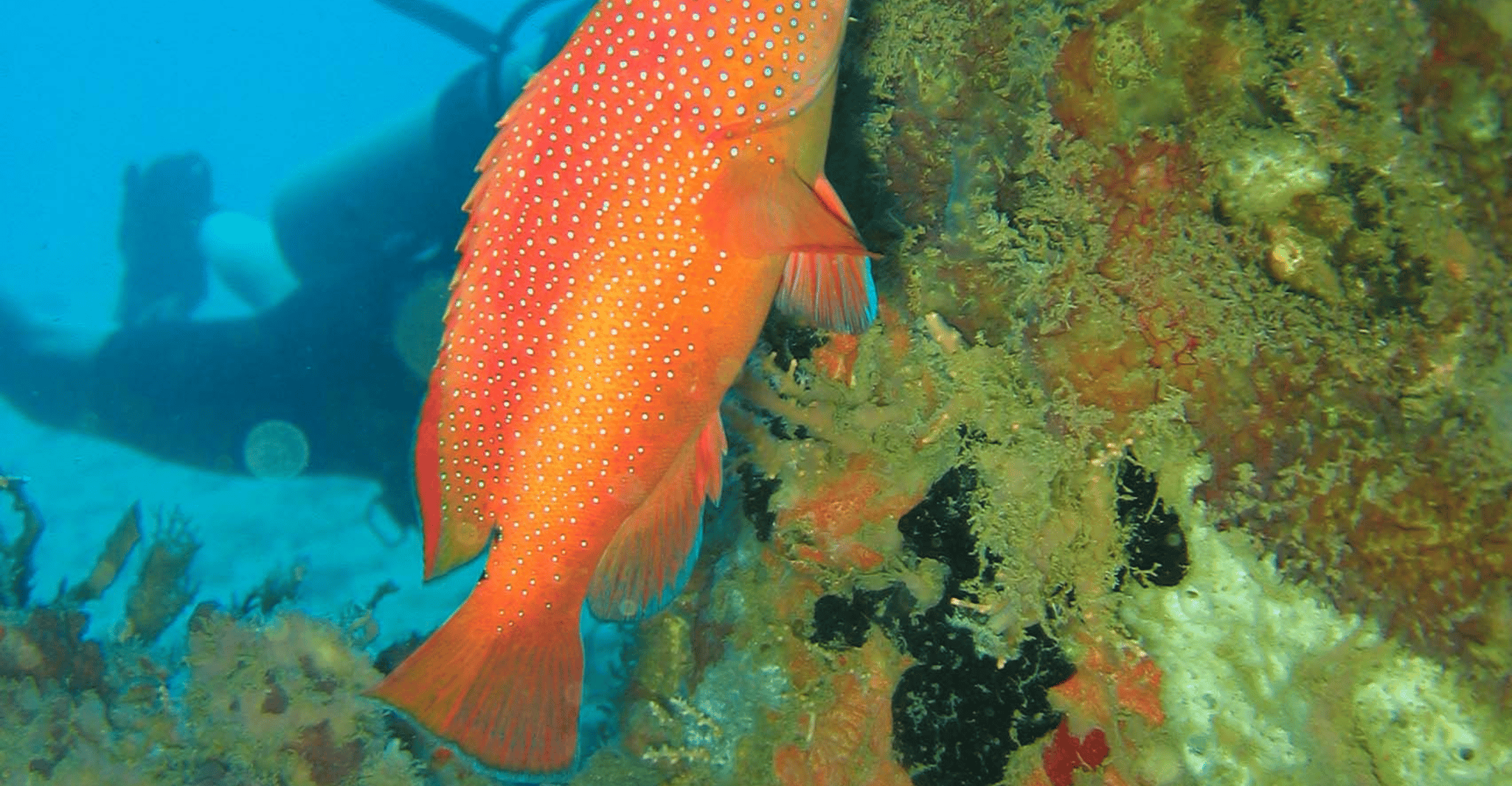 St. Lucia, Snorkeling Adventure - Hizvo
