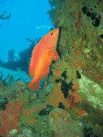 St. Lucia, Snorkeling Adventure - Hizvo