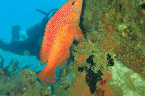 St. Lucia: 5-Hour Snorkeling Adventure Standard Option