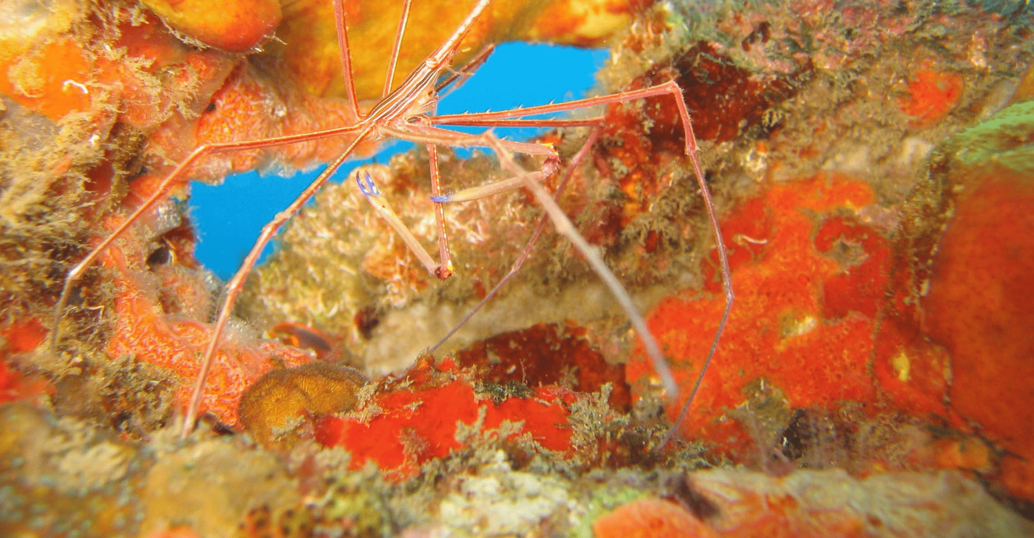 St. Lucia, Snorkeling Adventure - Hizvo