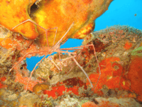 St. Lucia, Snorkeling Adventure - Hizvo