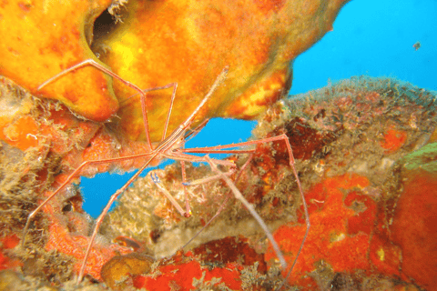 Santa Lucia: avventura di snorkeling