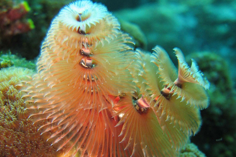 Sint-Lucia: snorkelavontuur van 5 uurStandaardoptie