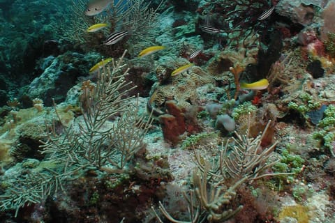 St. Lucia - Discover Scuba Diving for Non-Certified Divers