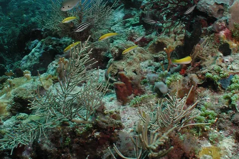 St. Lucia - Discover Scuba Diving for Non-Certified Divers