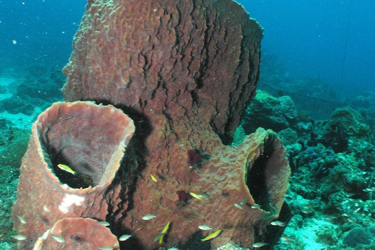 Sainte-Lucie - Découvrez la plongée sous-marine pour les plongeurs non certifiés