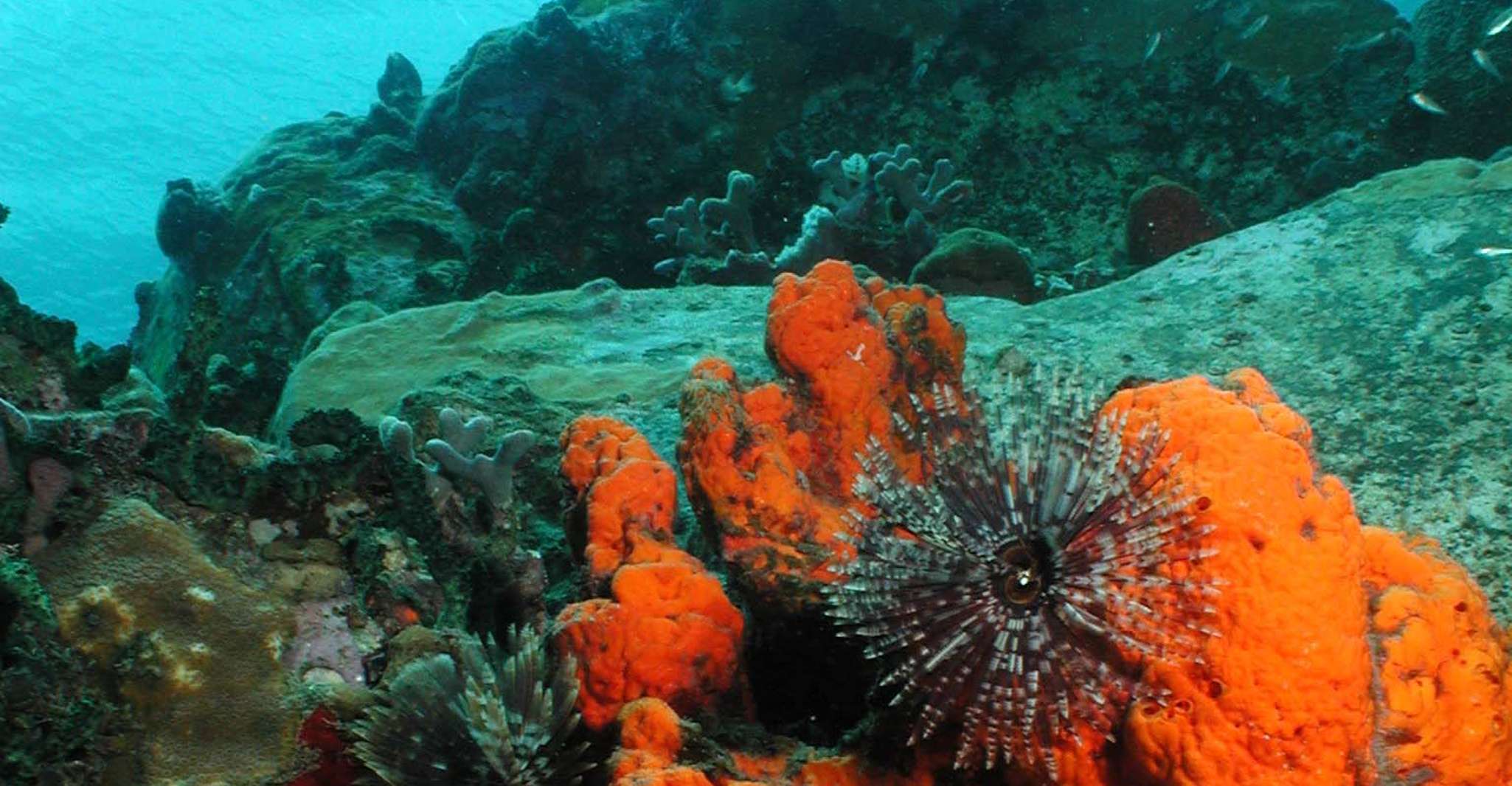 Santa Lucia - Scoprite le immersioni subacquee per subacquei non certificati - Hizvo