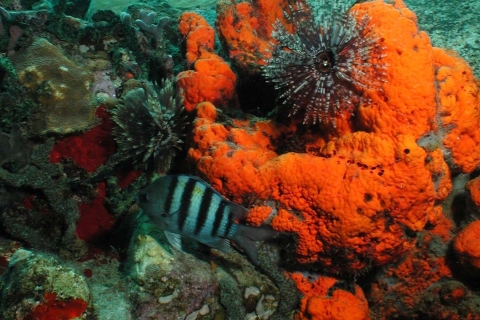 St. Lucia - Ontdek duiken voor niet-gecertificeerde duikers