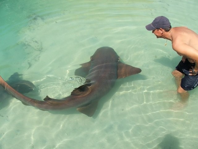 Visit Swim With The Amazing Sharks of Dolphin Cove, Ocho Rios in Riu Ocho Rios