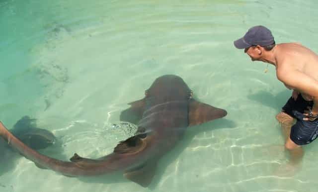 swim with the amazing sharks of dolphin cove ocho rios