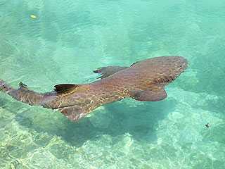 dolphin cove jamaica sharks