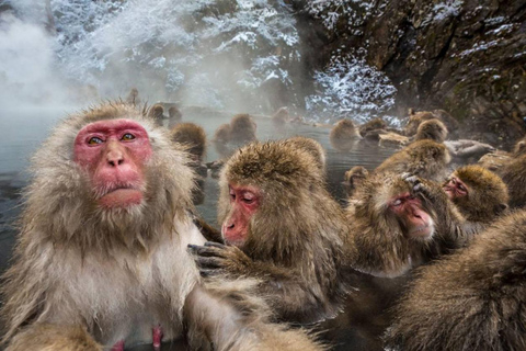 Nagano: Snow Monkeys, Zenko-ji Temple, and Lake Nojiri Tour