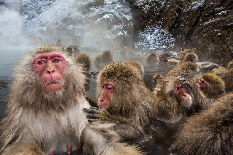 Nagano: Snow Monkeys, Zenko-ji Temple, and Lake Nojiri Tour