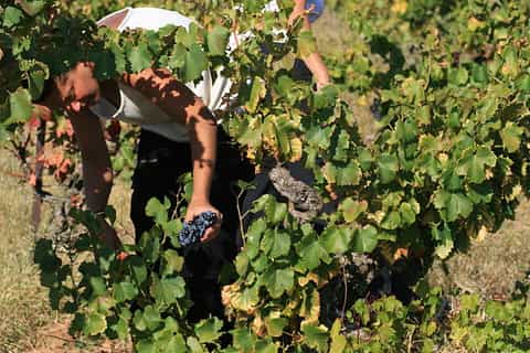 From Avignon : Châteauneuf du Pape Wine Tour
