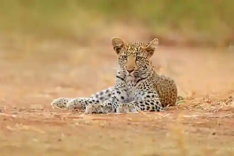 YALA SAFARI TOUR from Galle/Mirissa/Matara/Tangalle/Ella