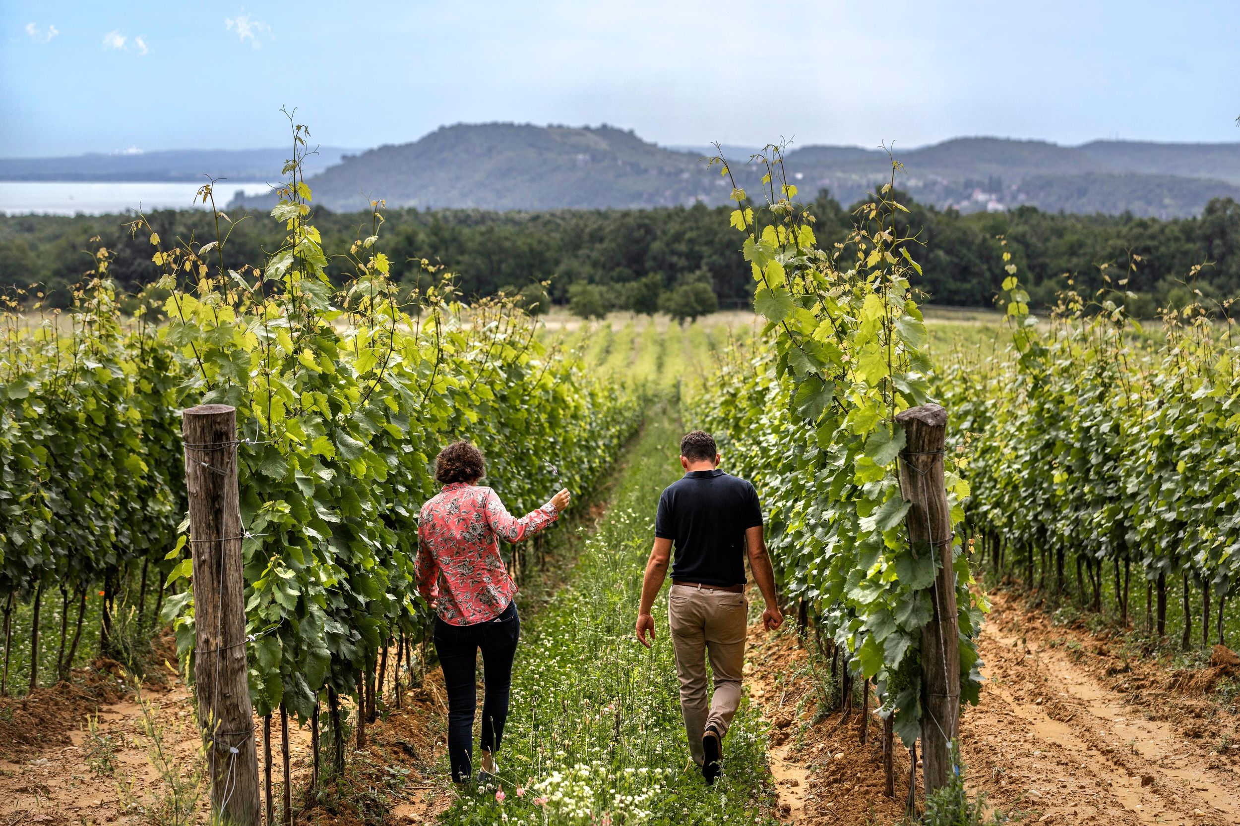 Balatonfüred: Weingut-Tour und Weinprobe