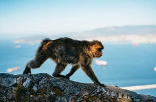 Da Malaga: tour di Gibilterra con tour opzionale della Rocca