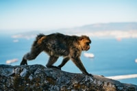From Malaga and Costa del Sol, Gibraltar Tour - Housity
