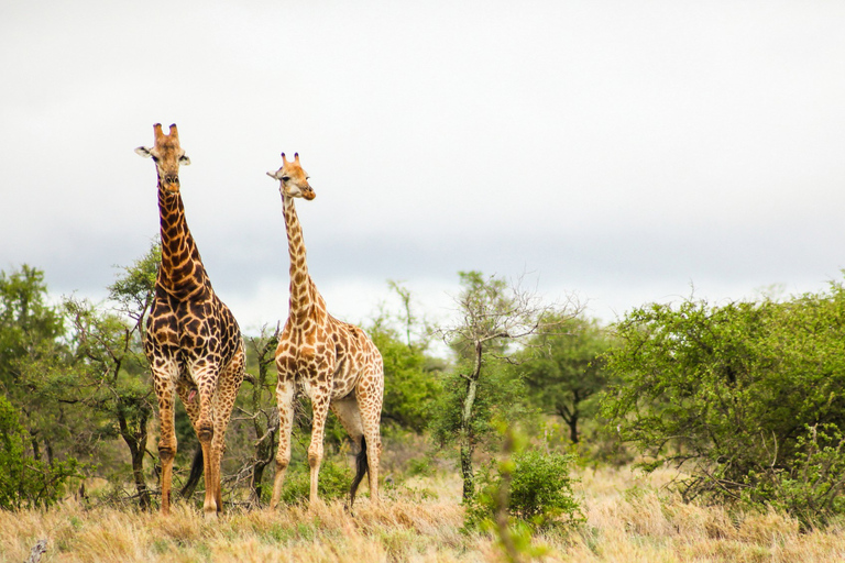 Nairobi National Park