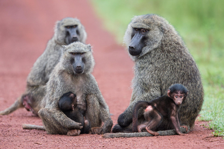Akagera Wildlife Photography Safari: Big Five & Boat Cruise
