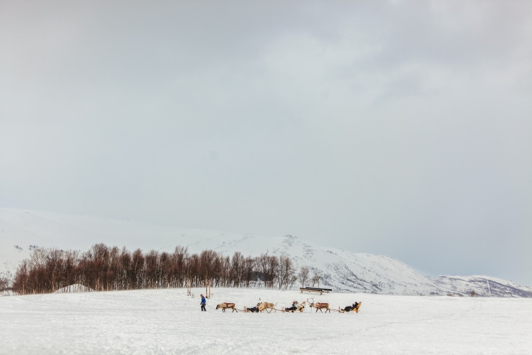 Tromsø: Reindeer Sledding & Feeding with a Sami Guide 25-30-Minute Sledding Session