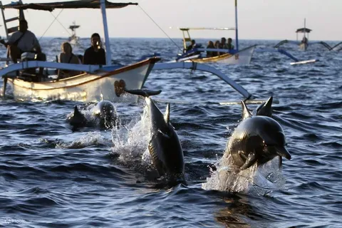 bali/lovina: See Dolphin, Hidden Hill, Waterfalls and Lunch