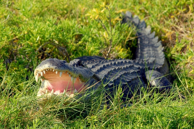 Orlando: hidrodeslizador y fauna salvaje en los EvergladesFlorida Everglades: 1 hora hidrodeslizador y reserva salvaje