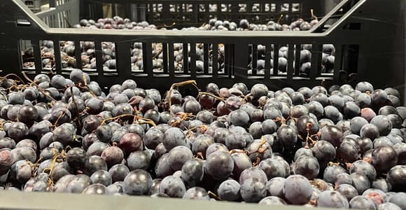 From Verona: Valpolicella and Amarone full day private tour