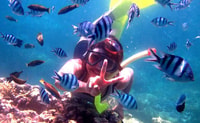 Lovina/Bali, guardare i delfini, nuotare e fare snorkeling - Hizvo