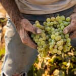 Santorini: degustazione di vini privata in un locale esclusivo