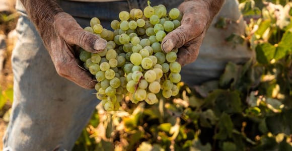 Santorini: Private Wine Tasting at Private venue