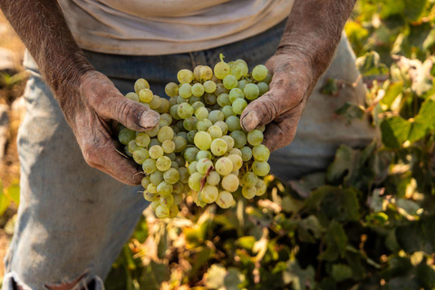 Santorin : dégustation de vin privée au domaine de PagonisDégustation de vin à Santorin : une expérience unique parmi 10