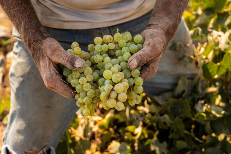 Santorini: Private Wine Tasting at Pagonis Estate Santorini Wine Tasting A Unique Experience of 10