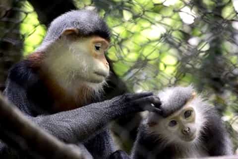 Cuc Phuong National Park 2-Day Wildlife Safari