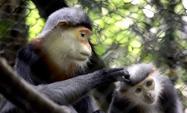 cuc phuong national park 2day wildlife safari