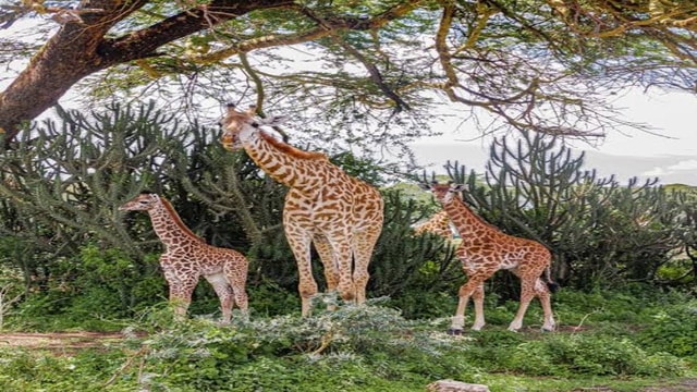 From Nairobi: Lake Elementaita Day Trip with Lunch