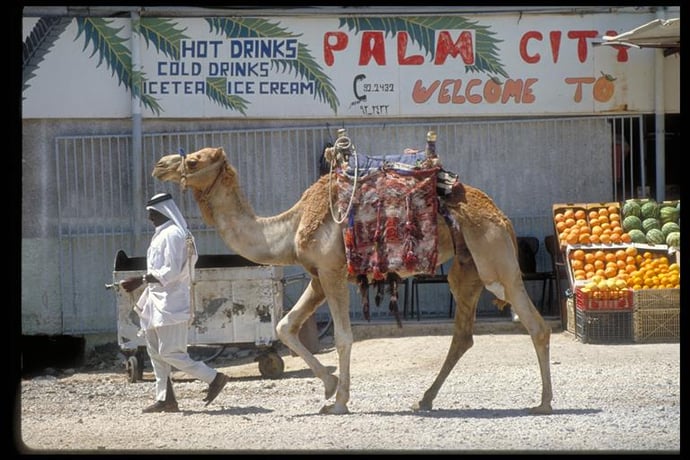 Иерихон: тур на полдня из Нетании, Герцлии и Тель-Авива