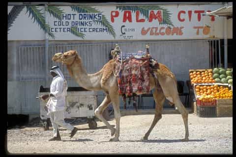 Jericho: Half-Day Tour from Netanya, Herzliya and Tel Aviv