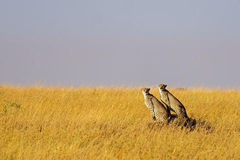 Safari budgétaire de groupe de 8 jours à travers le Kenya et la Tanzanie