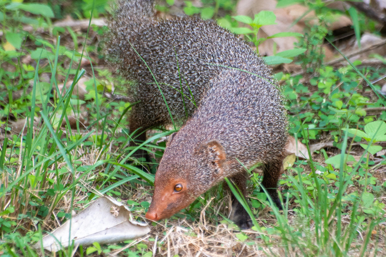 Ella: Udawalawa safaridrop: Tangalle / Mirissa / Galle