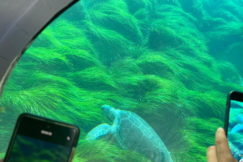 Paphos: Turtle Watching Cruise,Snorkelling Adventure &Sunset