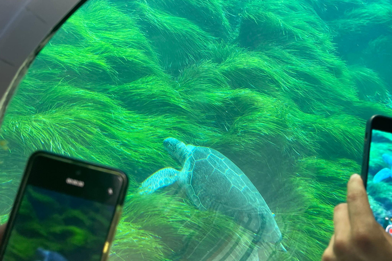 Paphos: Turtle Watching Cruise,Snorkelling Adventure &Sunset