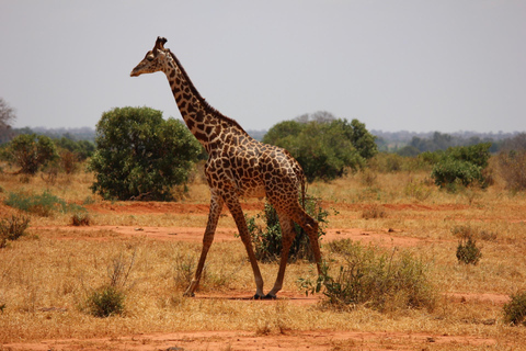 Kustsafari Kenia: Mombasa, Shimba Hills & de Tsavos