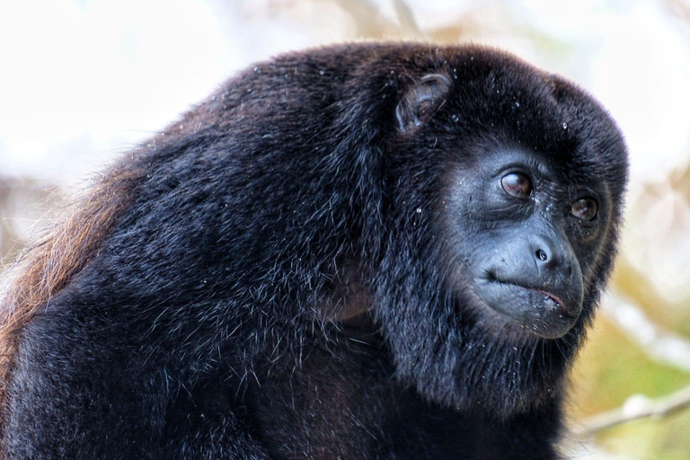 Visita a los indios y descubre la selva tropical