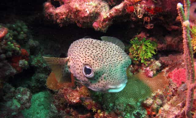 scuba dive at purple rain diving site grenada