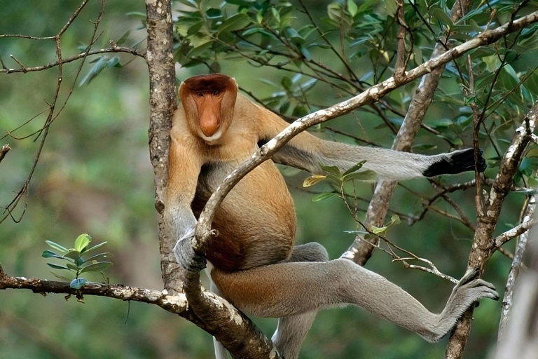 Semporna: Proboscis Monkey & Firefly Cruise with Dinner