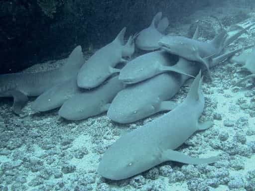scuba diving at the hema shipwreck in grenada